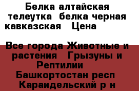 Белка алтайская телеутка, белка черная кавказская › Цена ­ 5 000 - Все города Животные и растения » Грызуны и Рептилии   . Башкортостан респ.,Караидельский р-н